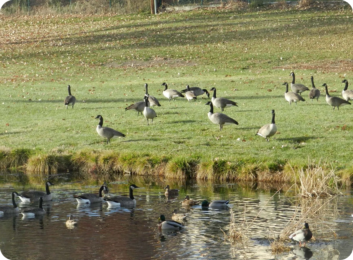 Colorado Goose Control – Providing Professional Geese Removal And ...